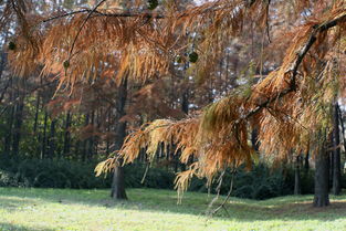感覺深秋氣息專輯 zmf老驥伏櫪