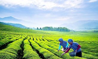 經(jīng)營(yíng)策略,庫(kù)瑪茶門店因地制宜,品質(zhì)化經(jīng)營(yíng)