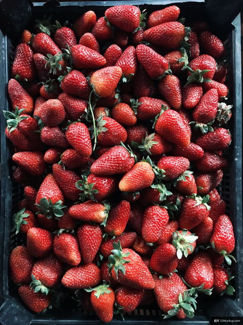 草莓 水果 植物 食品 糕點 廚房 美食攝影圖片