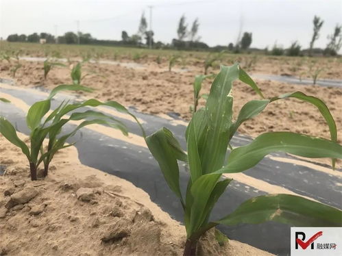 老驥伏櫪心向善，田間公益志在農